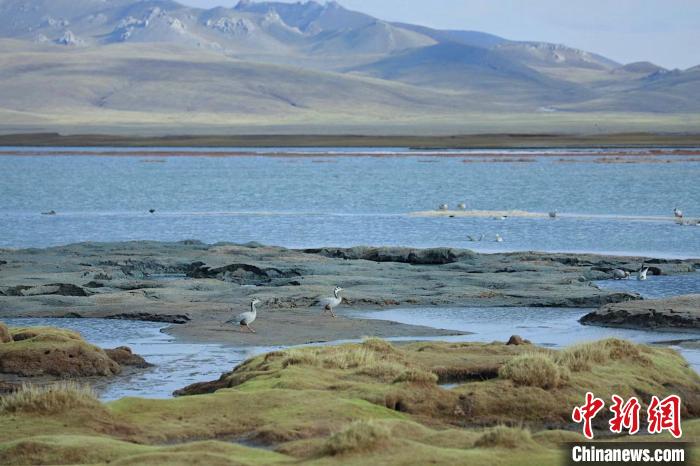 圖為斑頭雁在班德湖中覓食。　綠色江河 供圖