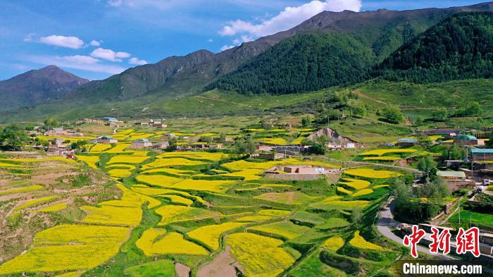 圖為加吾鄉(xiāng)的油菜花。　關(guān)卻才讓 攝