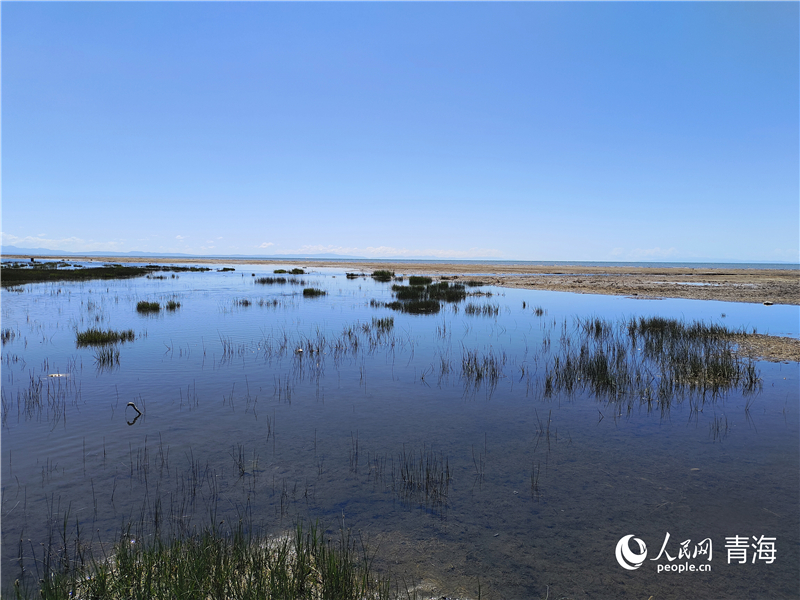   青海湖仙女灣。人民網(wǎng) 張莉萍攝