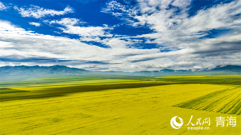 油菜花海。人民網(wǎng) 張皓芃攝