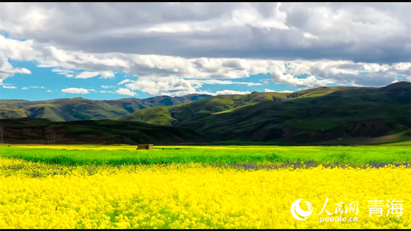 油菜花海。人民網(wǎng) 張皓芃攝