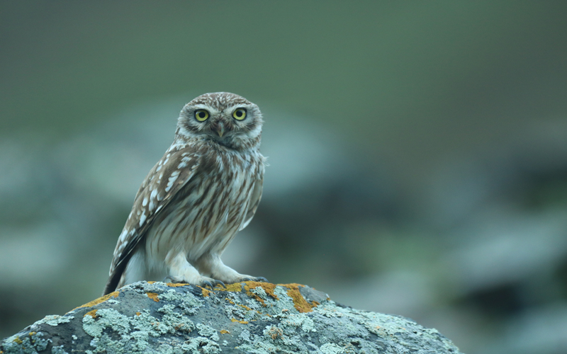 縱紋腹小鸮。江文江措攝