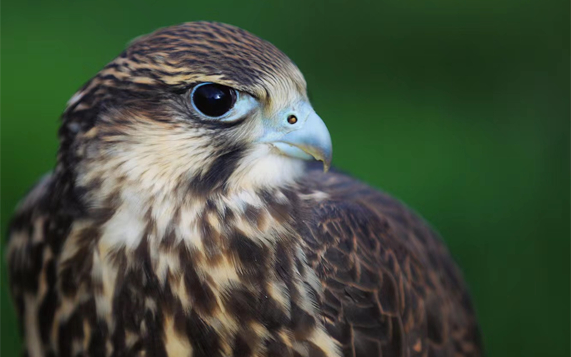 獵隼。江文江措攝