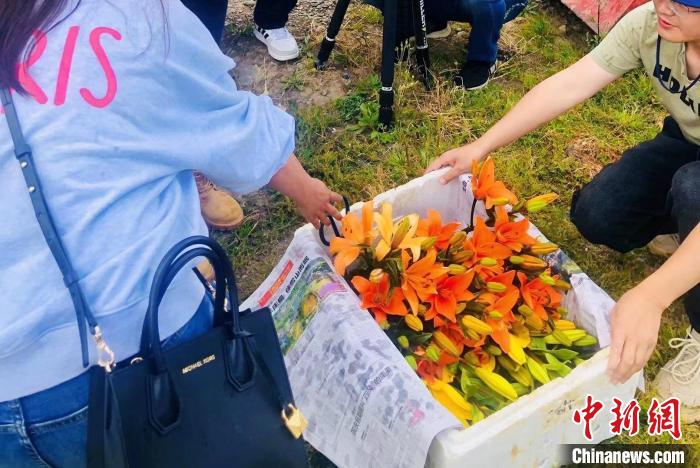 村民采摘百合花。　壤塘縣委宣傳部供圖