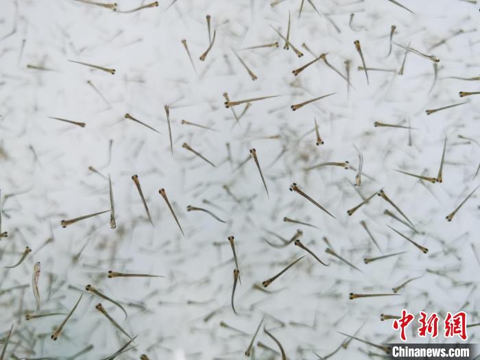 探訪青海湖湟魚“育嬰室”：“密集”育苗，體重10克放流