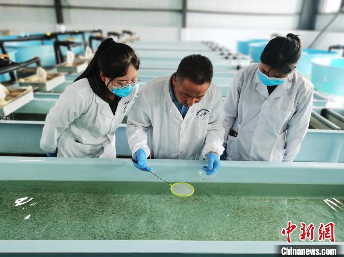 圖為工作人員檢查魚苗?！?zhí)砀?攝