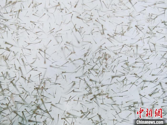 圖為魚苗?！?zhí)砀?攝