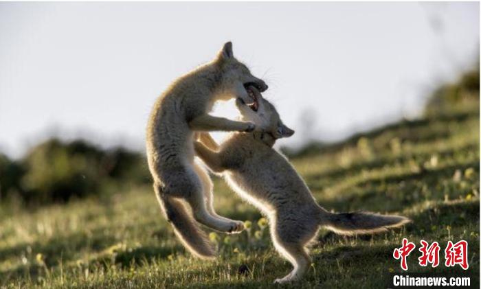 圖為郝進(jìn)芳的作品《難分勝負(fù)》?！∏嗪Ｊ∑钸B山自然保護(hù)協(xié)會(huì)供圖