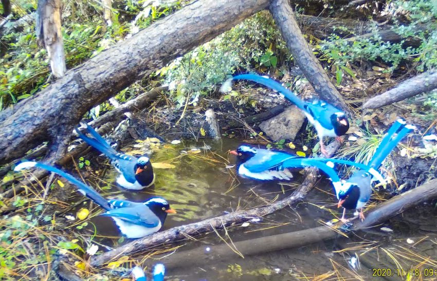 紅嘴藍鵲。涼山州委宣傳部供圖