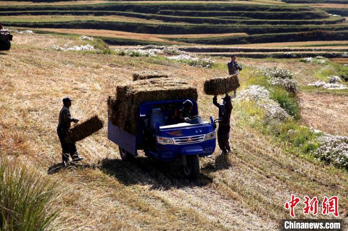 圖為飼草晾曬、打捆?！●R芝芬 攝