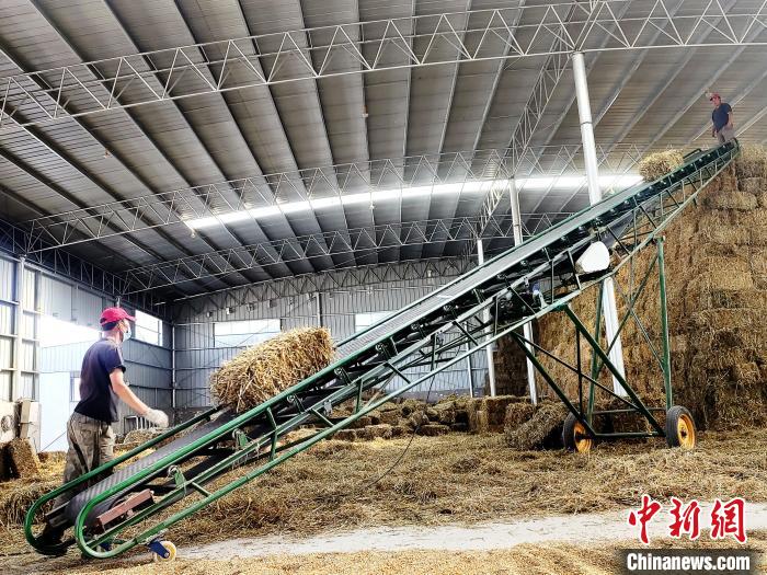 圖為飼草打捆、儲存。　馬芝芬 攝