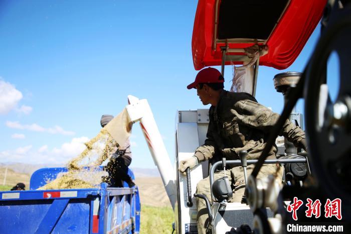 圖為飼草收割?！●R芝芬 攝