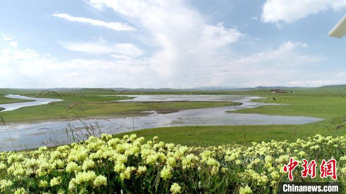 青海澤曲草原見聞：牛羊可“選美”，“生態(tài)畜牧”成招牌
