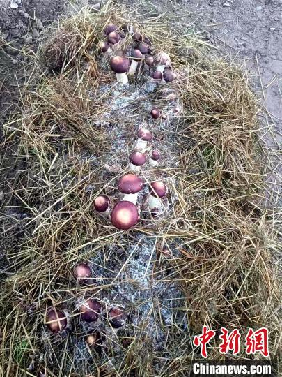 青海高原有機赤松茸獲豐收實現(xiàn)“產(chǎn)業(yè)興旺”