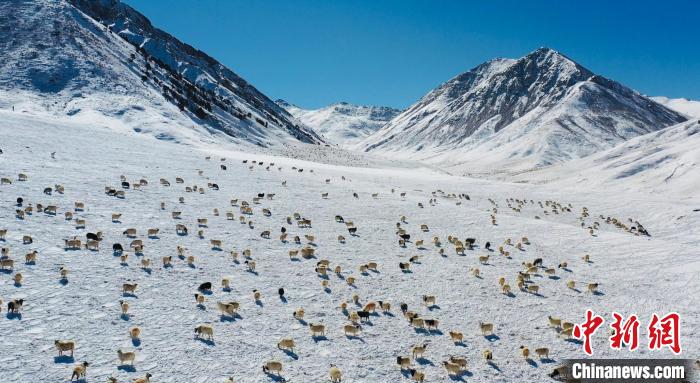 圖為羊群在雪地里覓食?！《继m縣融媒體中心供圖