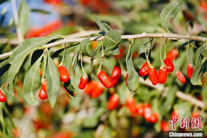 圖為柴達(dá)木盆地有機(jī)枸杞?！O睿 攝