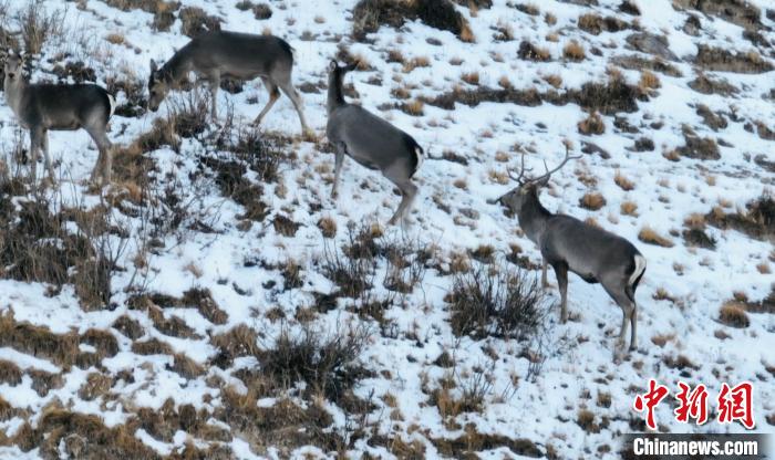 圖為巖羊和馬鹿集體覓食。　都蘭縣融媒體中心 供圖