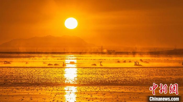 圖為天鵝群在湖中休憩?！『螁⒔?攝