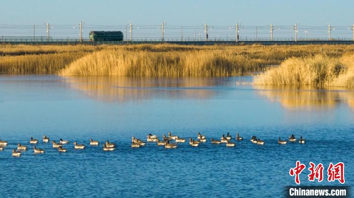 圖為多種野生鳥類在湖中游蕩?！『螁⒔?攝