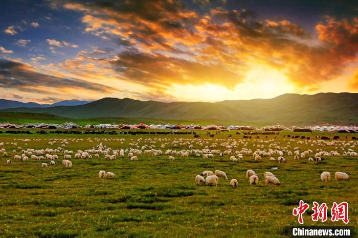 資料圖為青海省玉樹州稱多縣草原風(fēng)光。　郭夏 攝