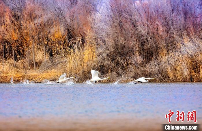 圖為起舞的天鵝與碧波蕩漾的湖面相映成趣?！『喖s 攝