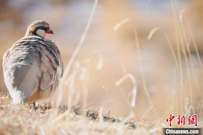 圖為都蘭縣境內(nèi)的鳥(niǎo)類(lèi)?！±?攝