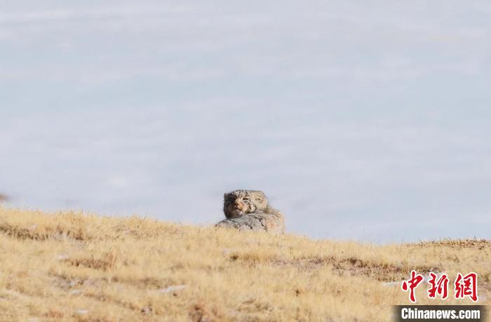 圖為回頭張望的兔猻?！±?攝