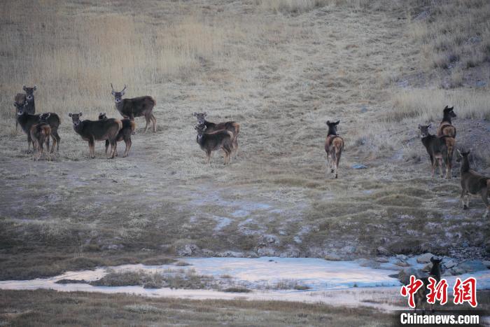 圖為都蘭縣境內(nèi)的野生動(dòng)物?！±?攝