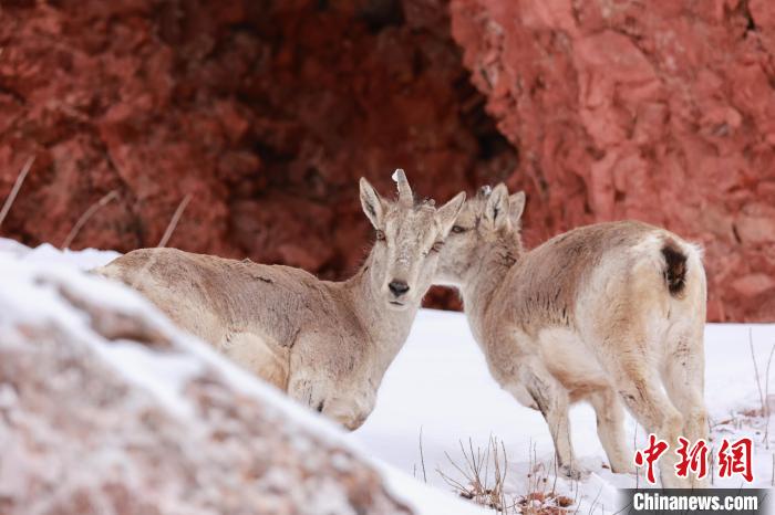 圖為在雪中悠然自得的巖羊?！“兹斩〔冀?攝