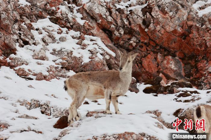 圖為在雪中悠然自得的巖羊?！“兹斩〔冀?攝
