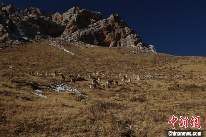 圖為巖羊群?！“兹斩〔冀?攝