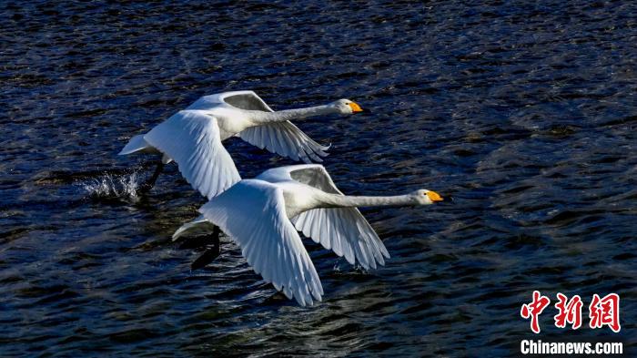 圖為兩只大天鵝?！黎?攝