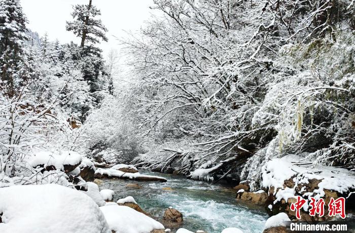 大熊貓國(guó)家公園王朗片區(qū)春雪如畫(huà)，宛若仙境?！×_春平 攝