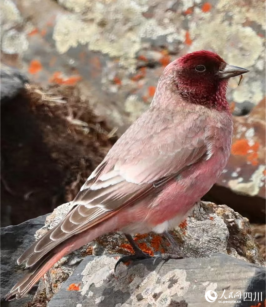國家二級重點保護(hù)野生動物——藏雀。貢布扎西攝