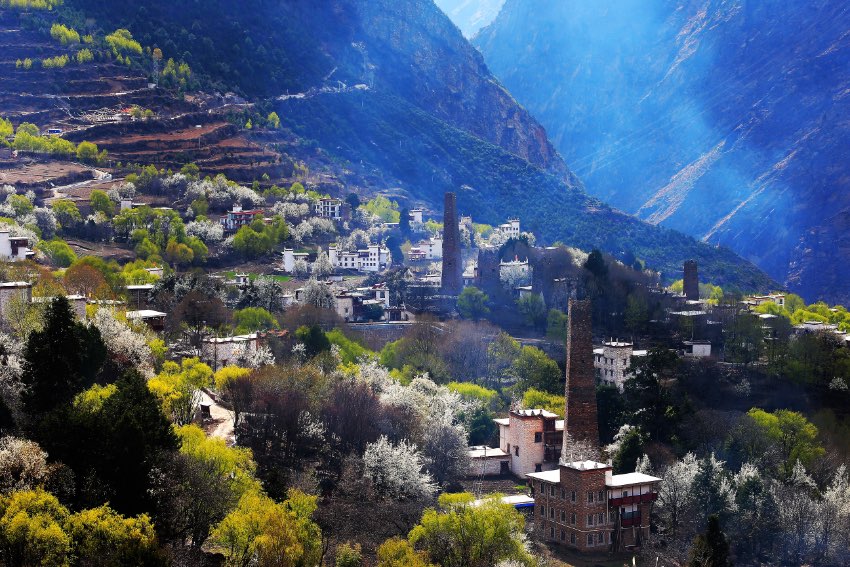 丹巴梨花綻放迎客來。丹巴縣委宣傳部供圖