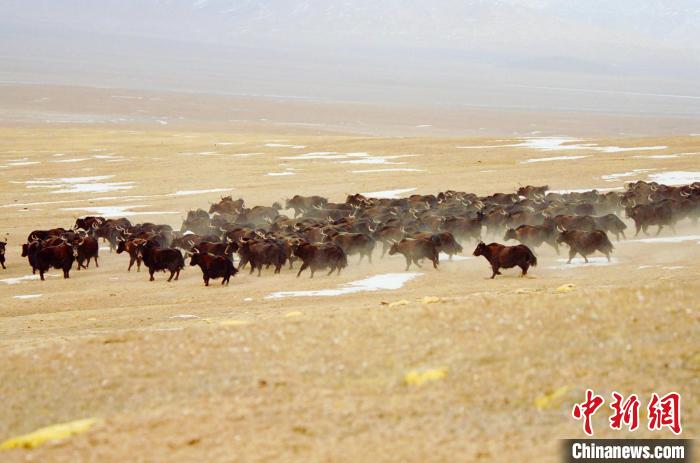 圖為青海省治多縣索加鄉(xiāng)的牛群。(資料圖) 治多縣委宣傳部 供圖