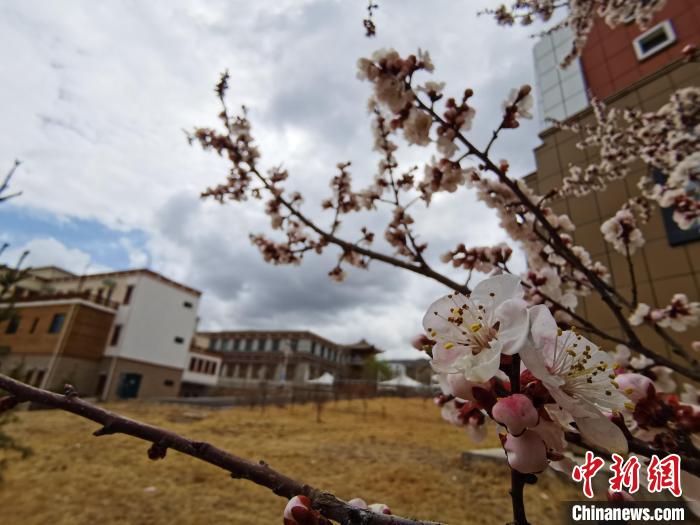 青海：初春遇降雪，百里不同“風(fēng)”