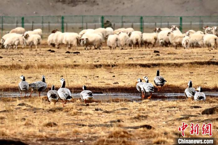 圖為羊群邊的成群斑頭雁。　包雷 攝