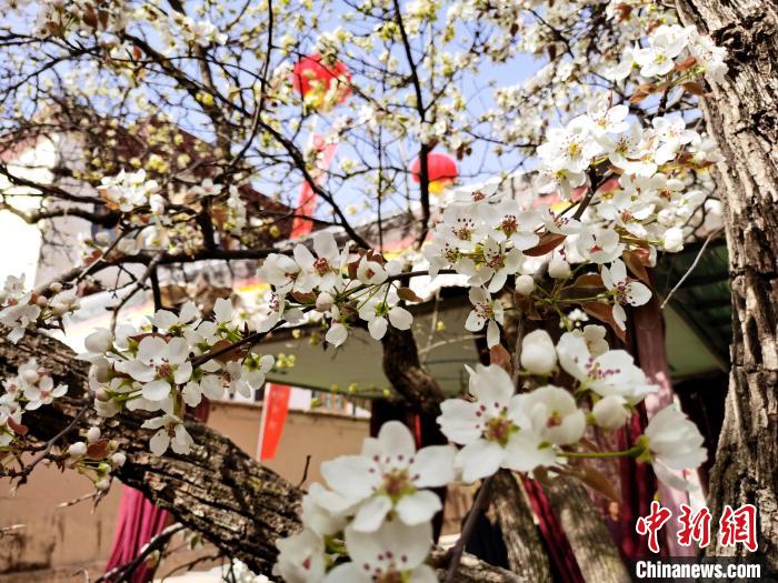 青海尖扎噶達莊園：百年“后花園”梨花盛開，舉目皆春色