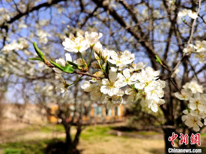 圖為梨花?！?zhí)砀?攝