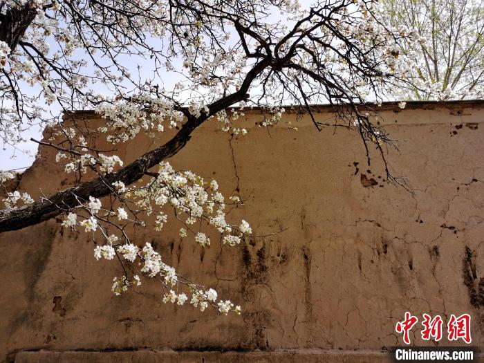 圖為一面土墻旁邊的梨花?！?zhí)砀?攝