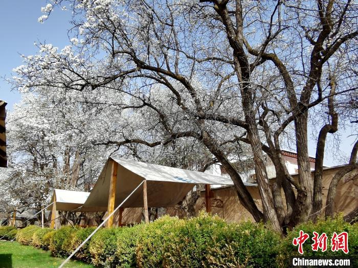 圖為尖扎噶達莊園內(nèi)的梨花?！?zhí)砀?攝