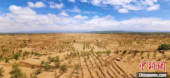 資料圖為貴南縣黃沙頭的防沙治沙草方格?！∑钤鲚?攝
