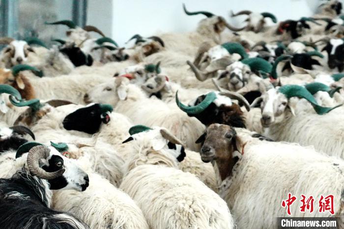 圖為被評為國家農(nóng)產(chǎn)品地理標(biāo)志保護(hù)產(chǎn)品的剛察藏羊進(jìn)場入圈?！〔讨绢?攝