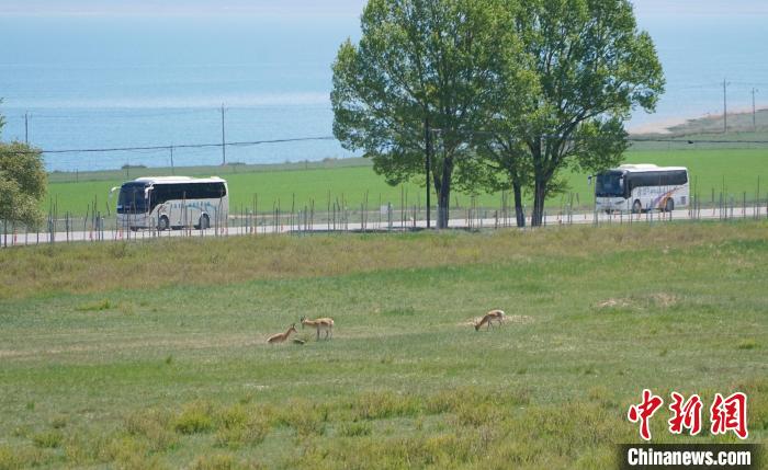 圖為成群普氏原羚在草場上愜意覓食，悠閑自在。　馬銘言 攝