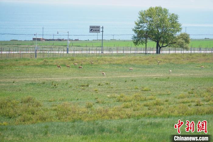圖為成群普氏原羚在草場上愜意覓食，悠閑自在?！●R銘言 攝