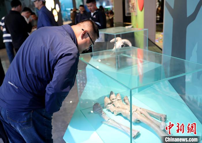 圖為臺(tái)商在祁連山國家公園生態(tài)科普館內(nèi)觀看標(biāo)本?！⊙Φ?攝