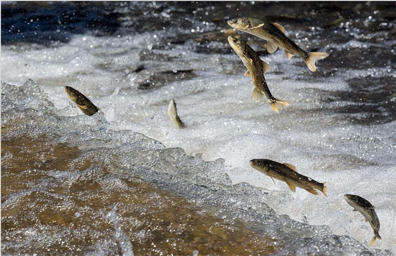 湟魚洄游。才旦桑吾攝