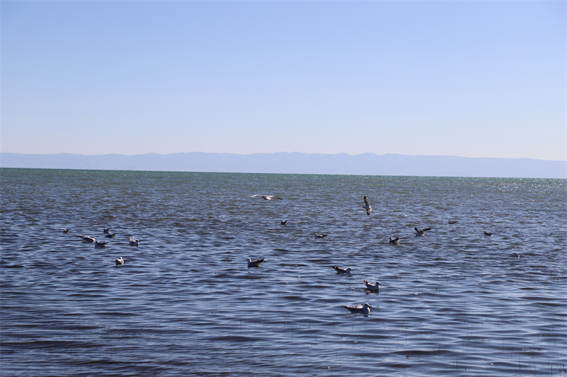 青海湖北岸仙女灣。才旦桑吾攝
