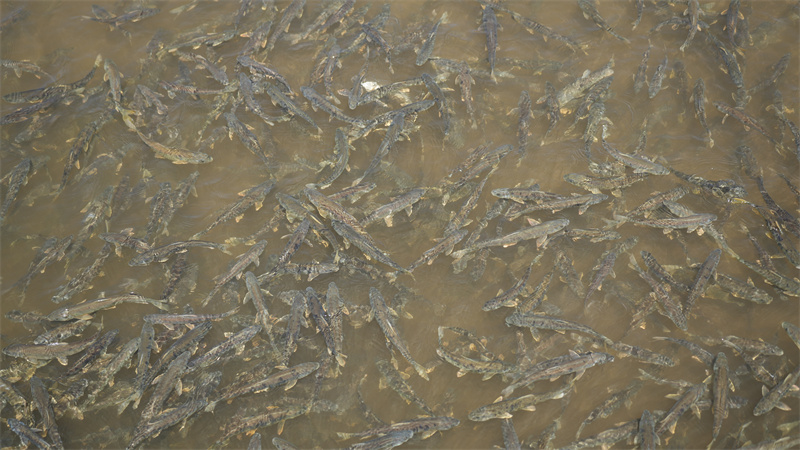 青海湖裸鯉。